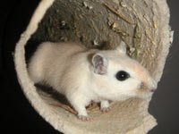 deratyzacja